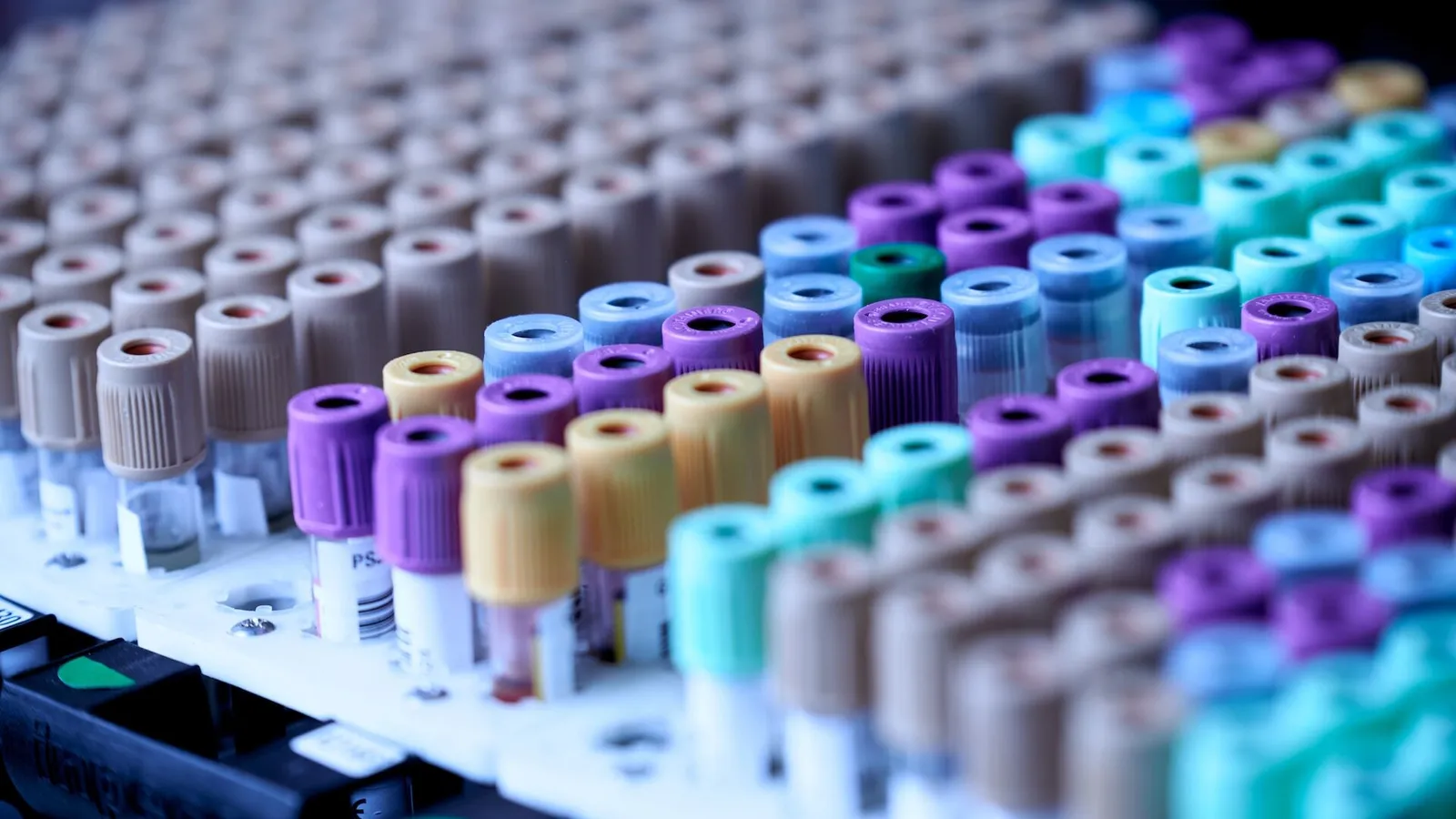 Vials of blood in a holder