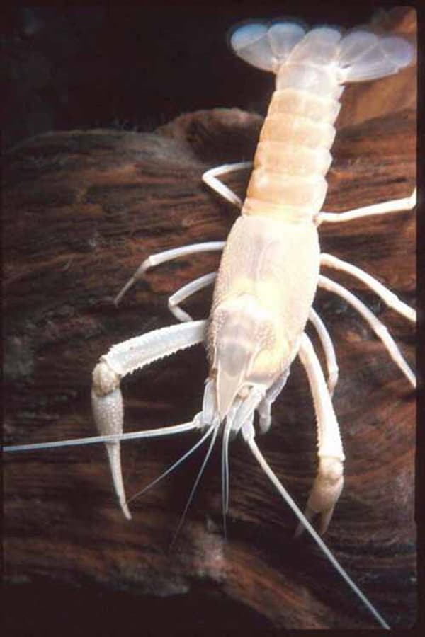 Albino Crayfish