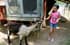 child petting goat at petting zoo