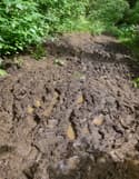 Got Mud: Tackling Mud and Erosion on Equestrian Trails