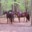 Equestrian Trails and Facilities Consultant LLC