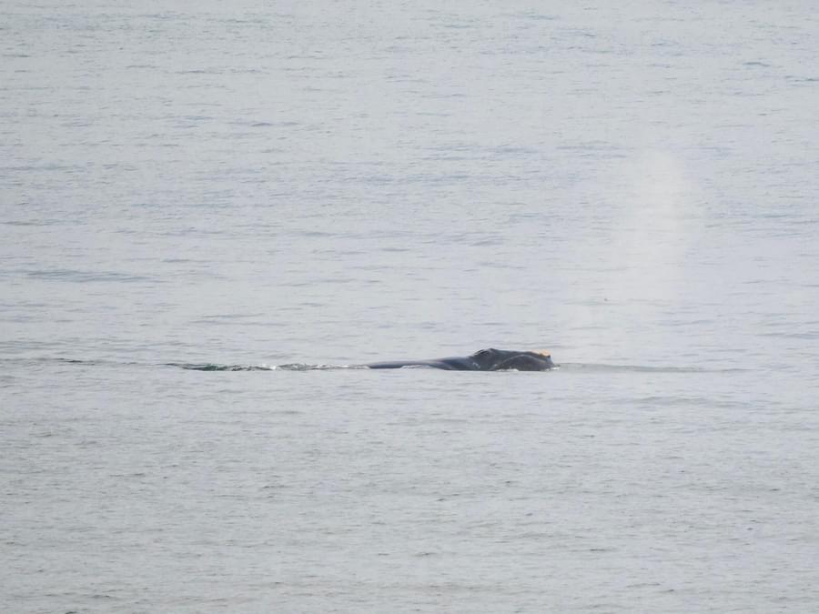 North Atlantic Right Whale - #4191