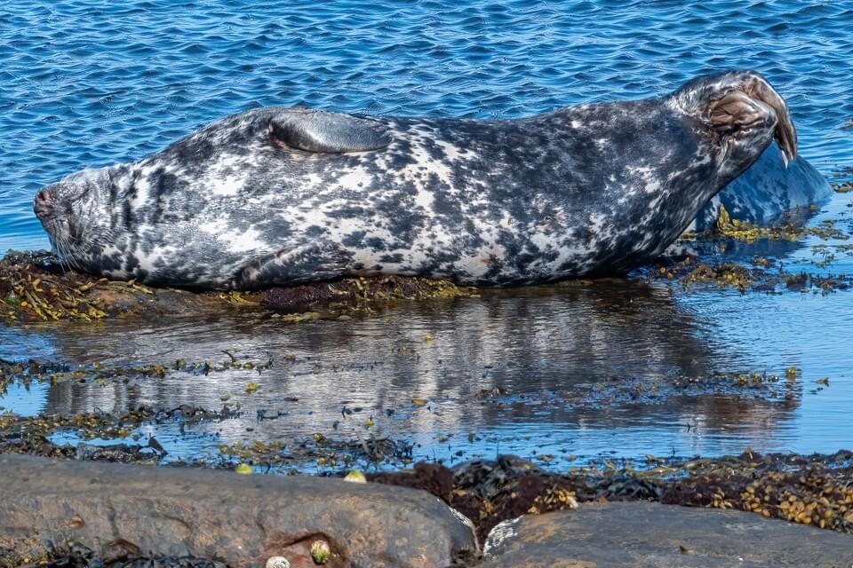 ORCA | Recording species in the UK with the ORCA OceanWatchers App