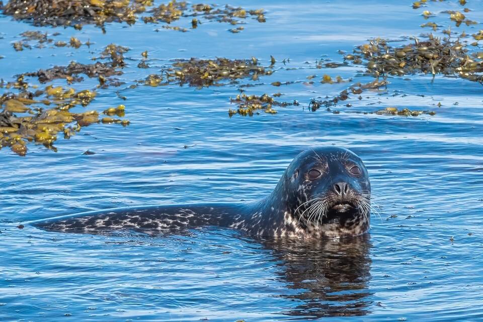 ORCA | Recording species in the UK with the ORCA OceanWatchers App