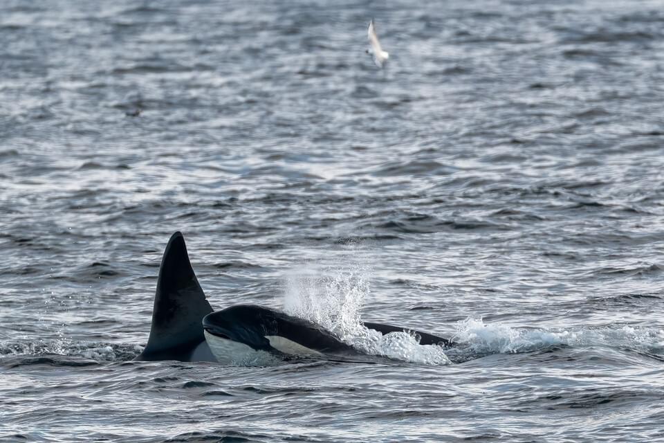 ORCA | Recording species in the UK with the ORCA OceanWatchers App