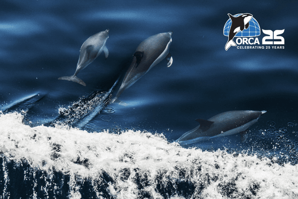 John Rey Orca ORCA | ORCA - Looking out for Whales and Dolphins