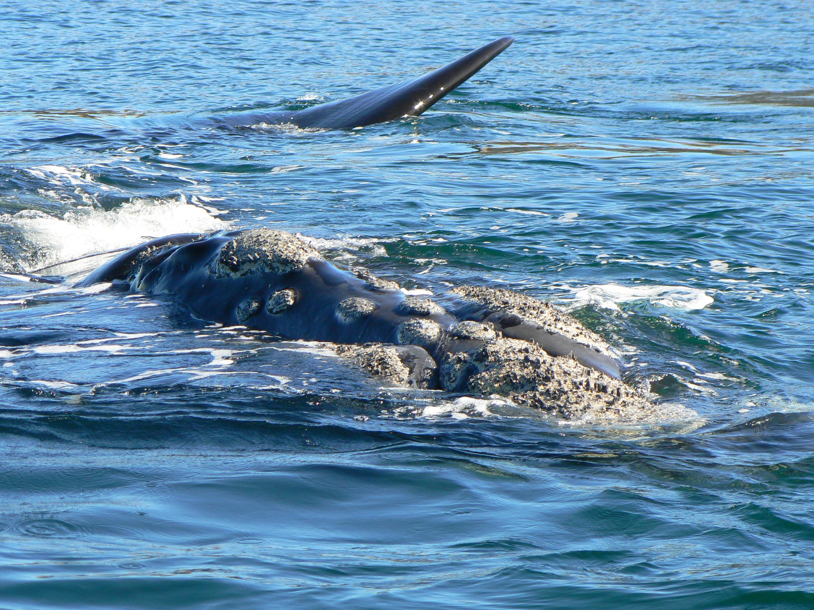 Southern Rught Whale ORCA | Southern right whale