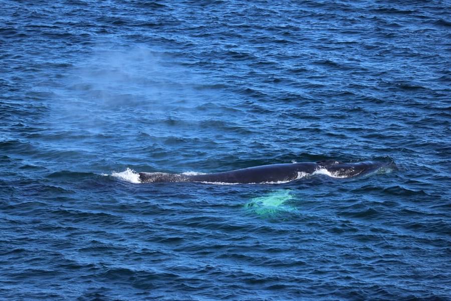 ORCA 5 Reasons You Should Support ORCA For Wildlife Conservation orca-5-reasons-you-should-support-orca-for-wildlife-conservation