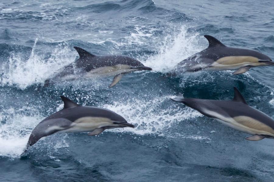 ORCA | ORCA Science Special - Have common dolphin sightings in ORCA…