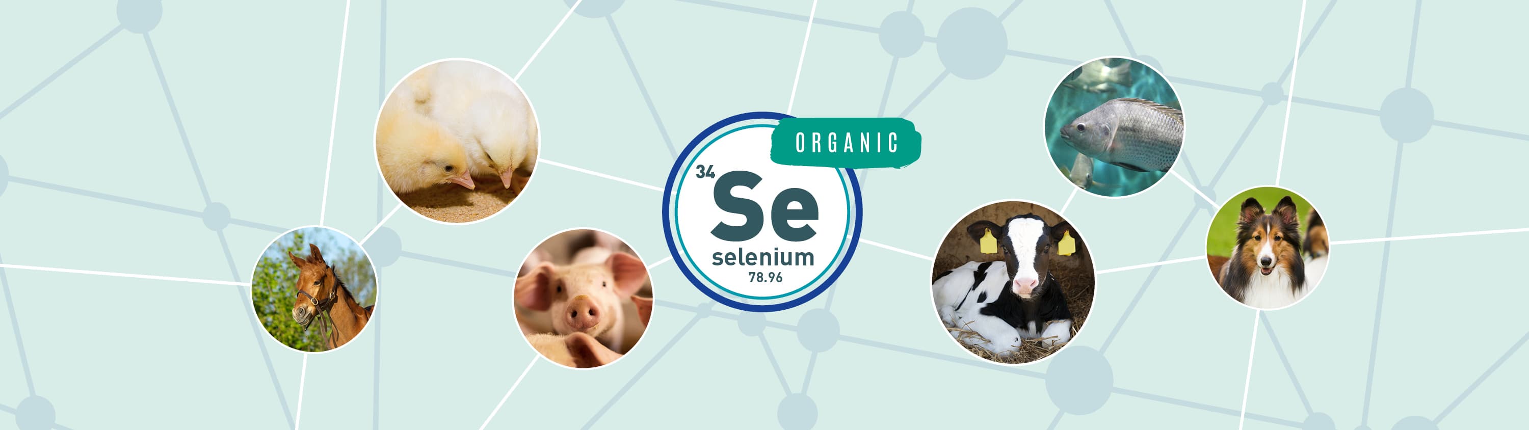 Selenium campaign header animals