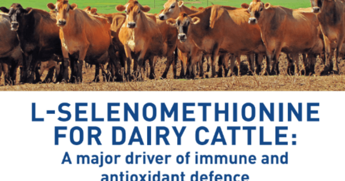 L-selenomethionine for dairy cattle: A major driver of immune… | Orffa