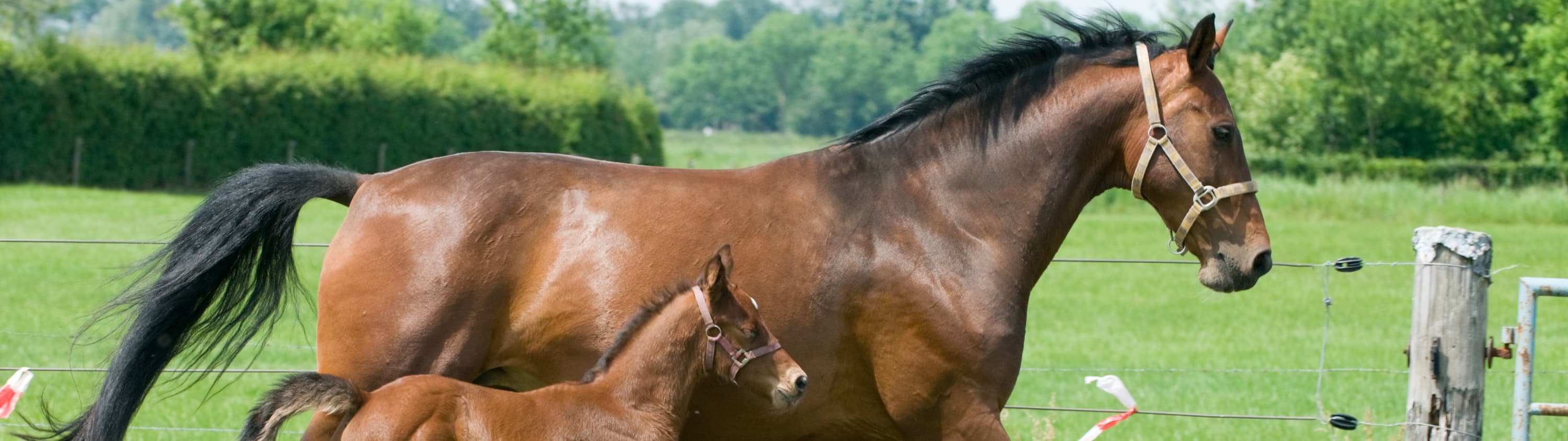 Horse and foal4