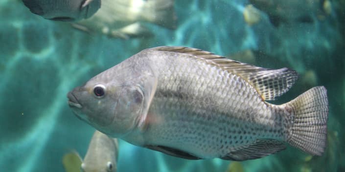Nile tilapia in water Orffa picture SS 781023367