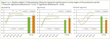 Bacillus subtilis positively influences laying hen performance