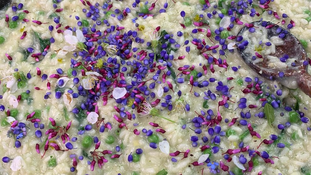 Sunflower Risotto Sunflower Risotto | Growing Chefs! Ontario