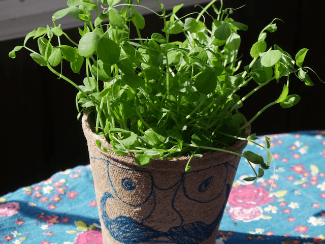 Grow-Your-Own Pea Shoots