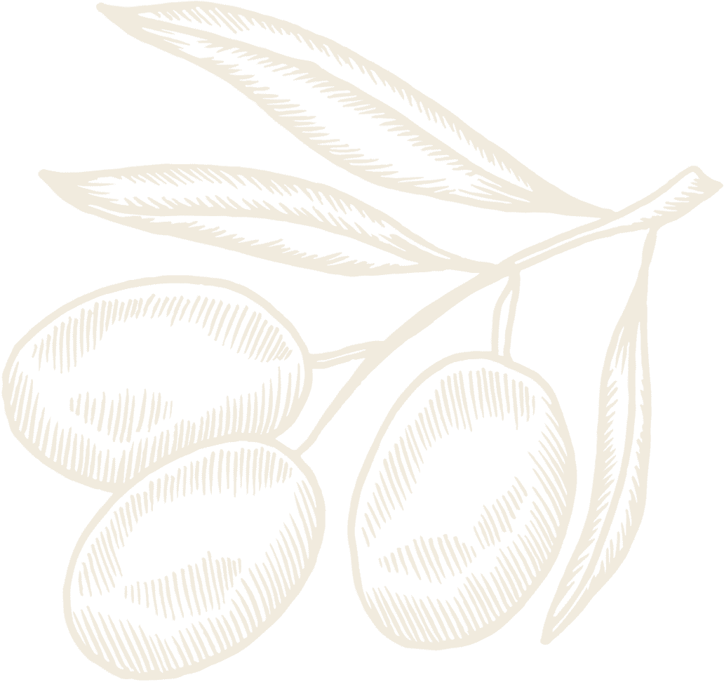 Illustration olives horizontal