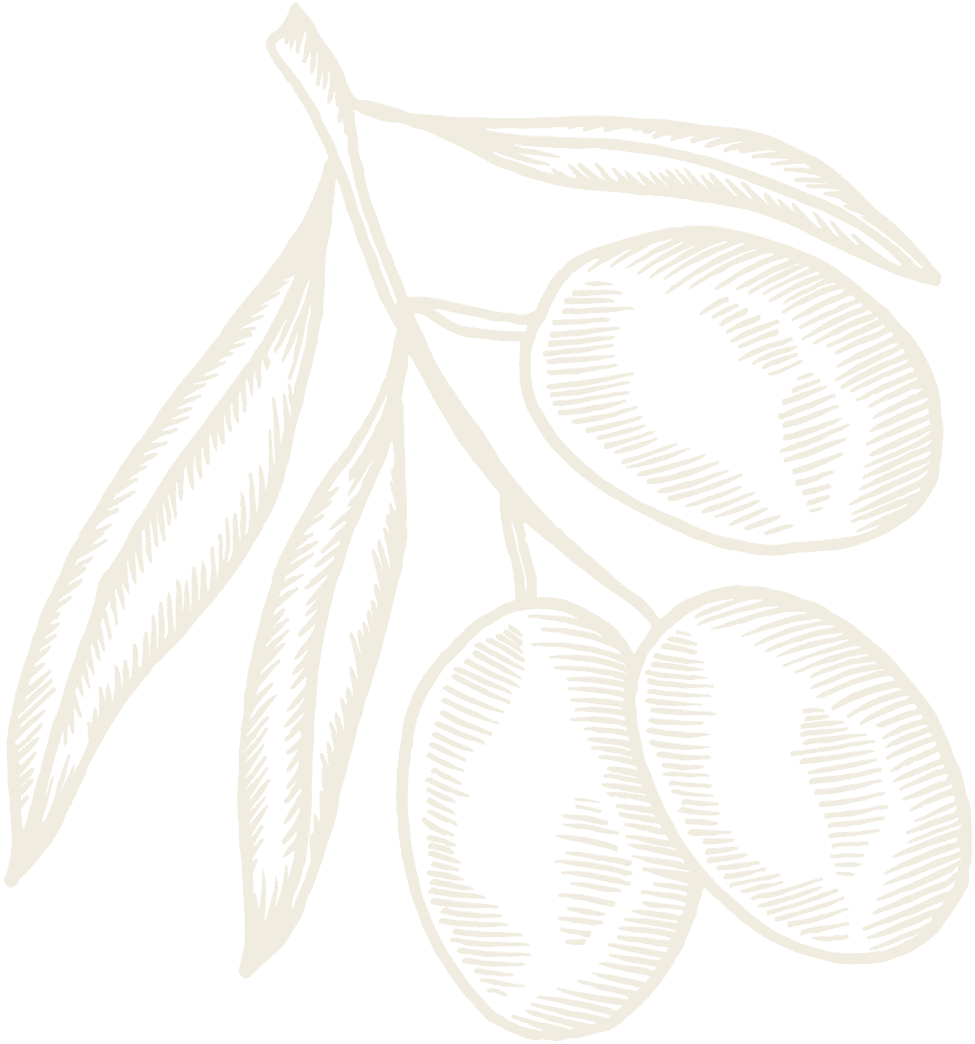 Illustration olives