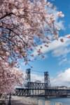 Cherry blossoms in bloom in Portland's Tom McCall Waterfront Park with the Steel Bridge in the background
