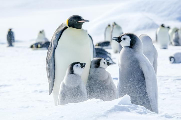 Antarctica Emperor penguins Snow Hill Island Ilja Reijnen Oceanwide Expeditions