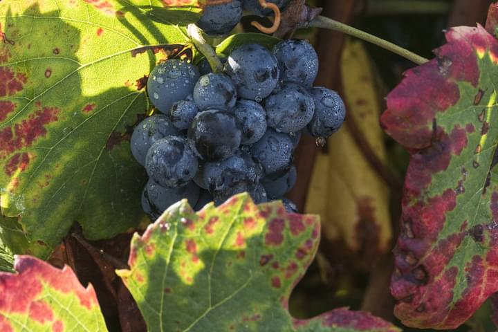 Portugal Douro leaves grapes fall two