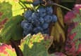 Portugal Douro leaves grapes fall two