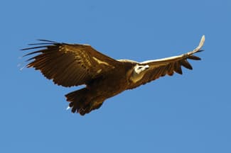 Spain aragon escuain valley vulture chris bladon 65