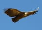Spain aragon escuain valley vulture chris bladon 65
