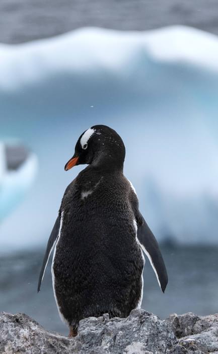 Antarctic peninsula orne island gentoo penguin iceberg