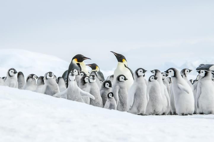 Antarctica emperor penguins snow hill island c Ilja Reijnen Oceanwide Expeditions