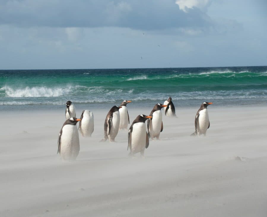 Antarctica falkland islands gentoo penguins beach c Erwin Vermeulen