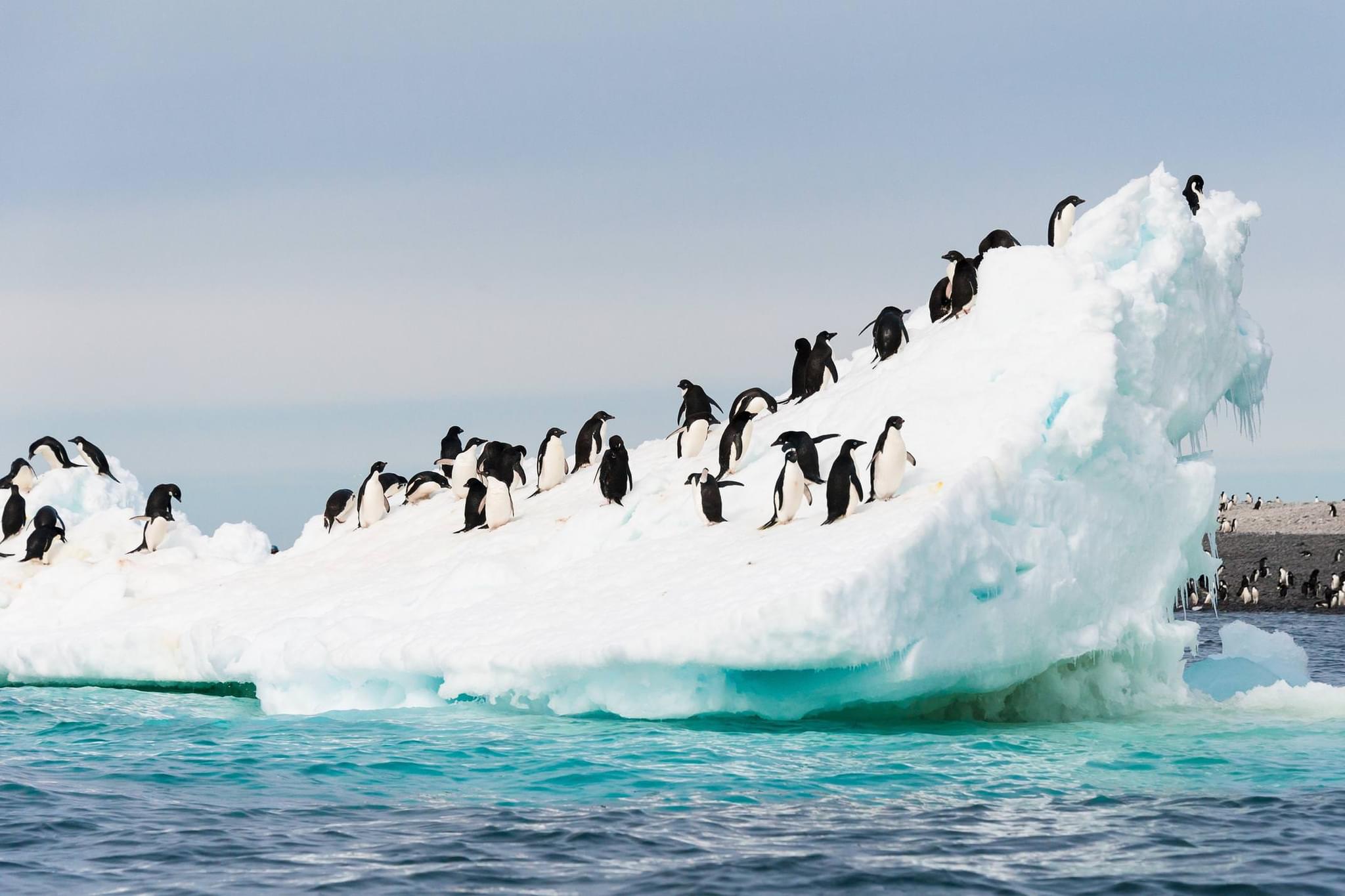 Antarctica penguins on iceberg