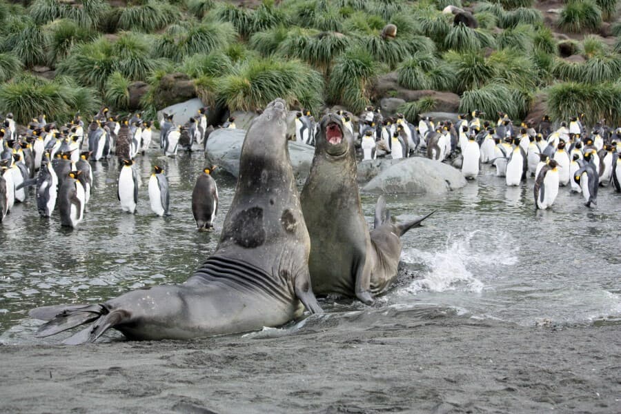 Antarctica south georgia elephant seals c Femke Wolfert
