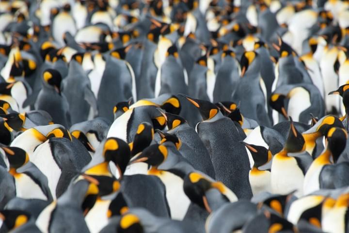 Antarctica south georgia king penguins c Erwin Vermeulen Oceanwide Expeditions