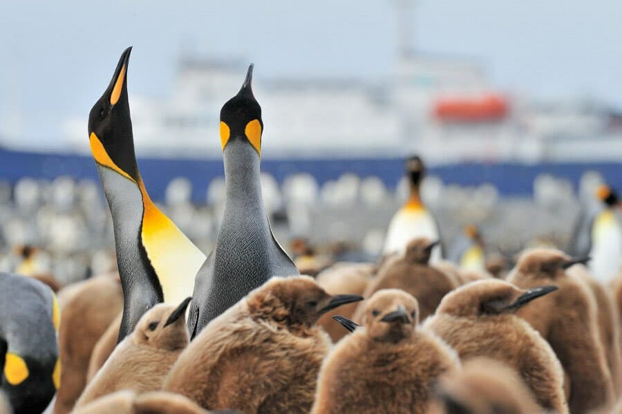 Antarctica south georgia king penguins c Martin van Lokven