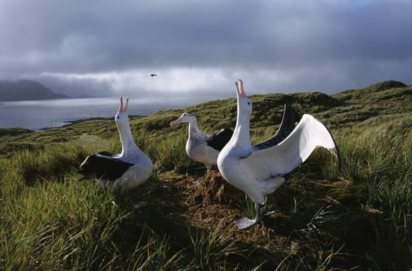 Antarctica south georgia wandering albatross c Rinie van Meurs