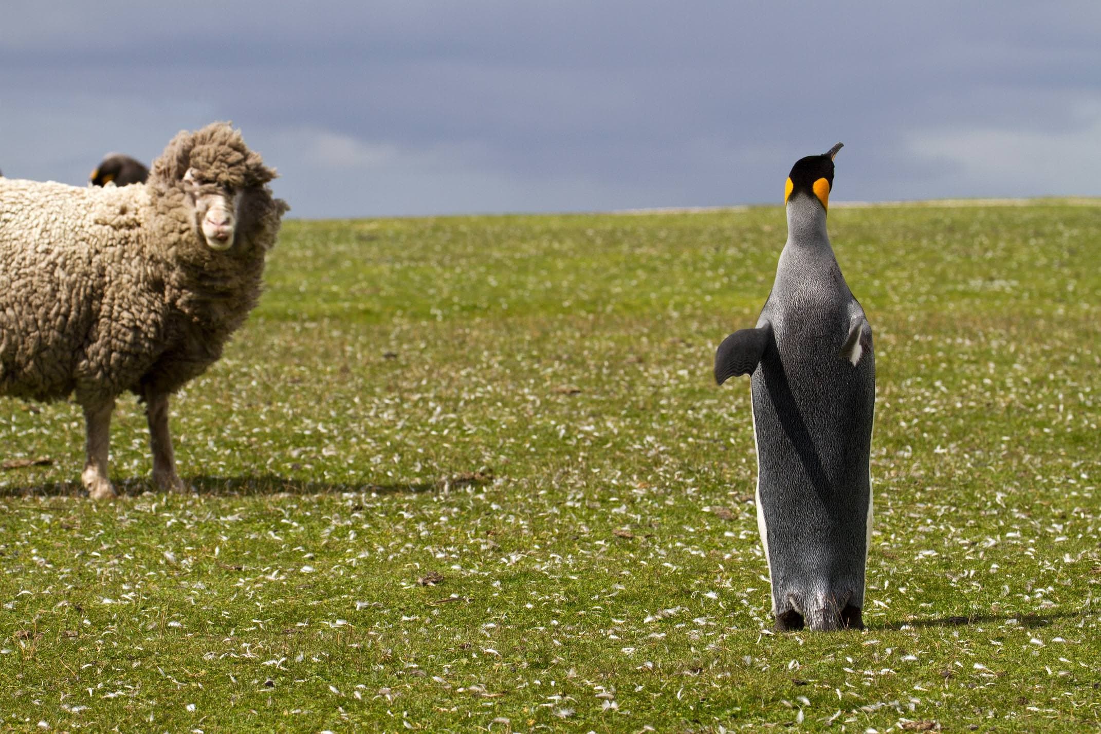 Antarctica southern oceans falklands islands king penguin and sheep c manfred thuerig