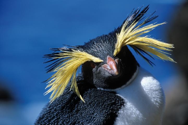 Antarctica tristan island rockhoppers c oceanwide expeditions