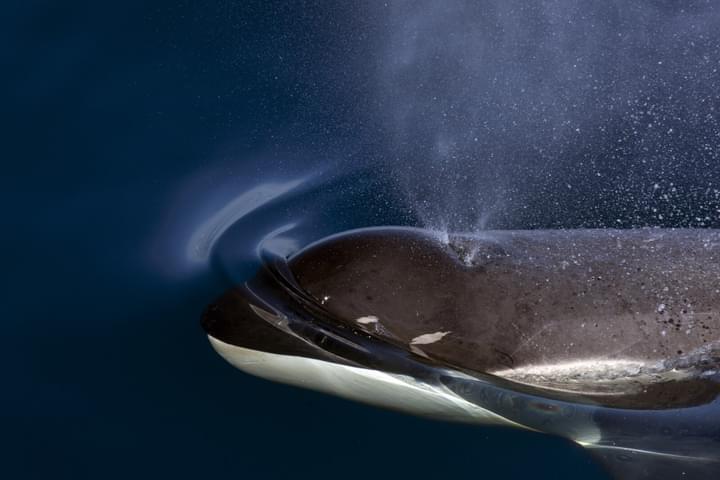 Antarctica weddell sea orca c Wim van Passel oceanwide expeditions