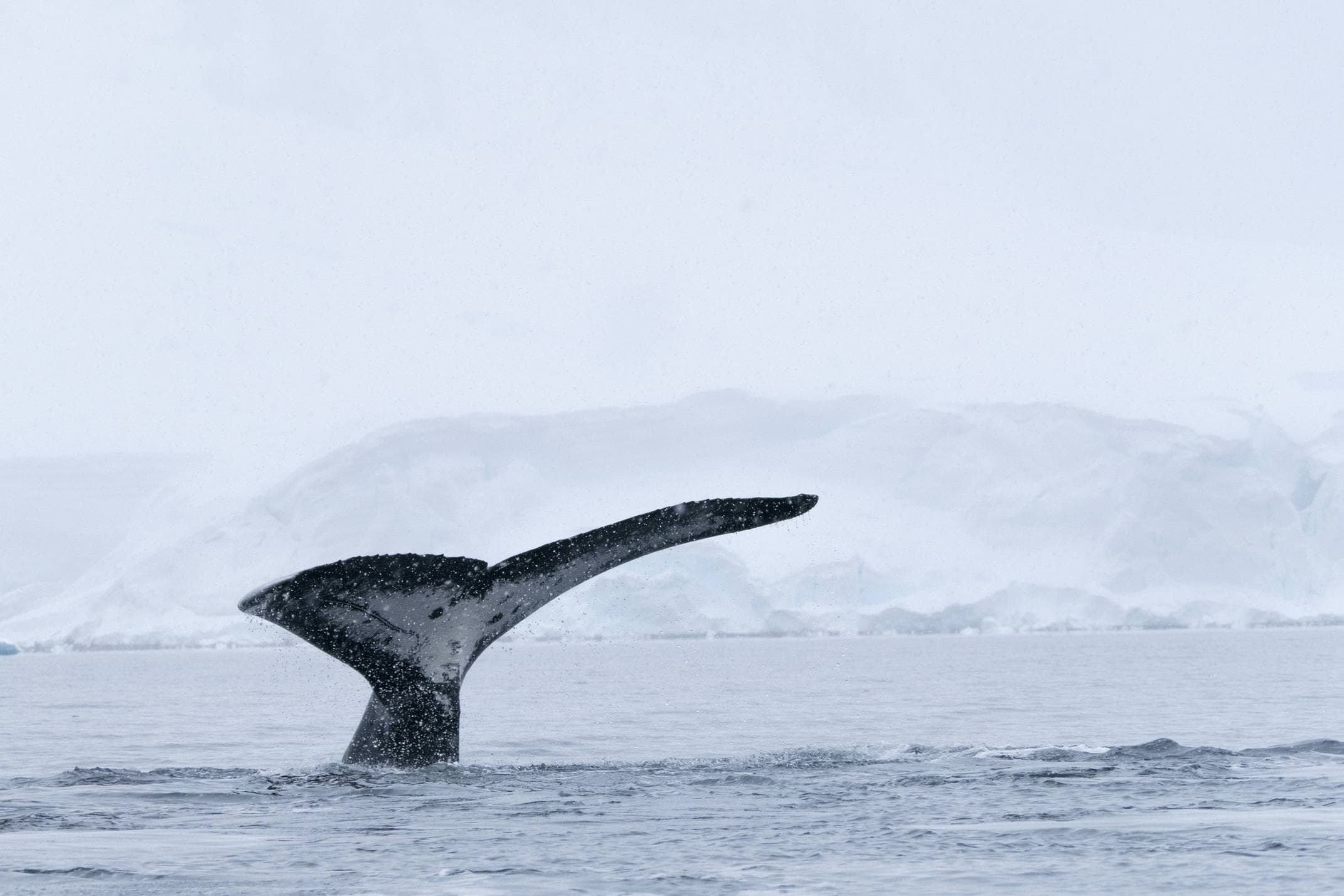 Antarctica wilhelmina bay humpback whale tail 5 c diego