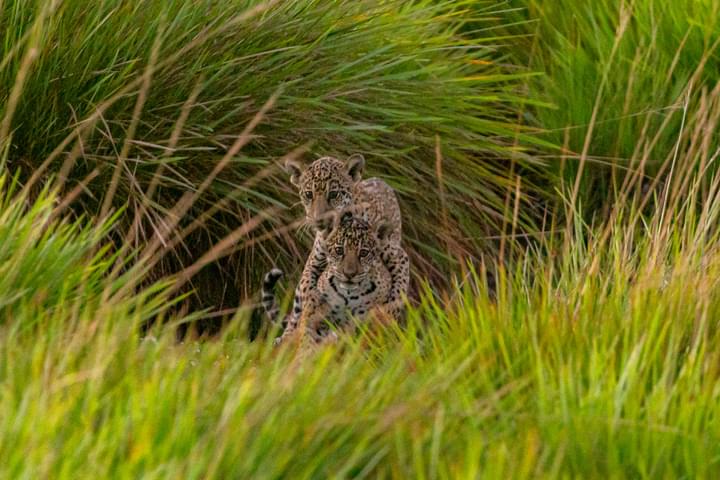 Argentina ibera jaguar release c rewilding argentina15
