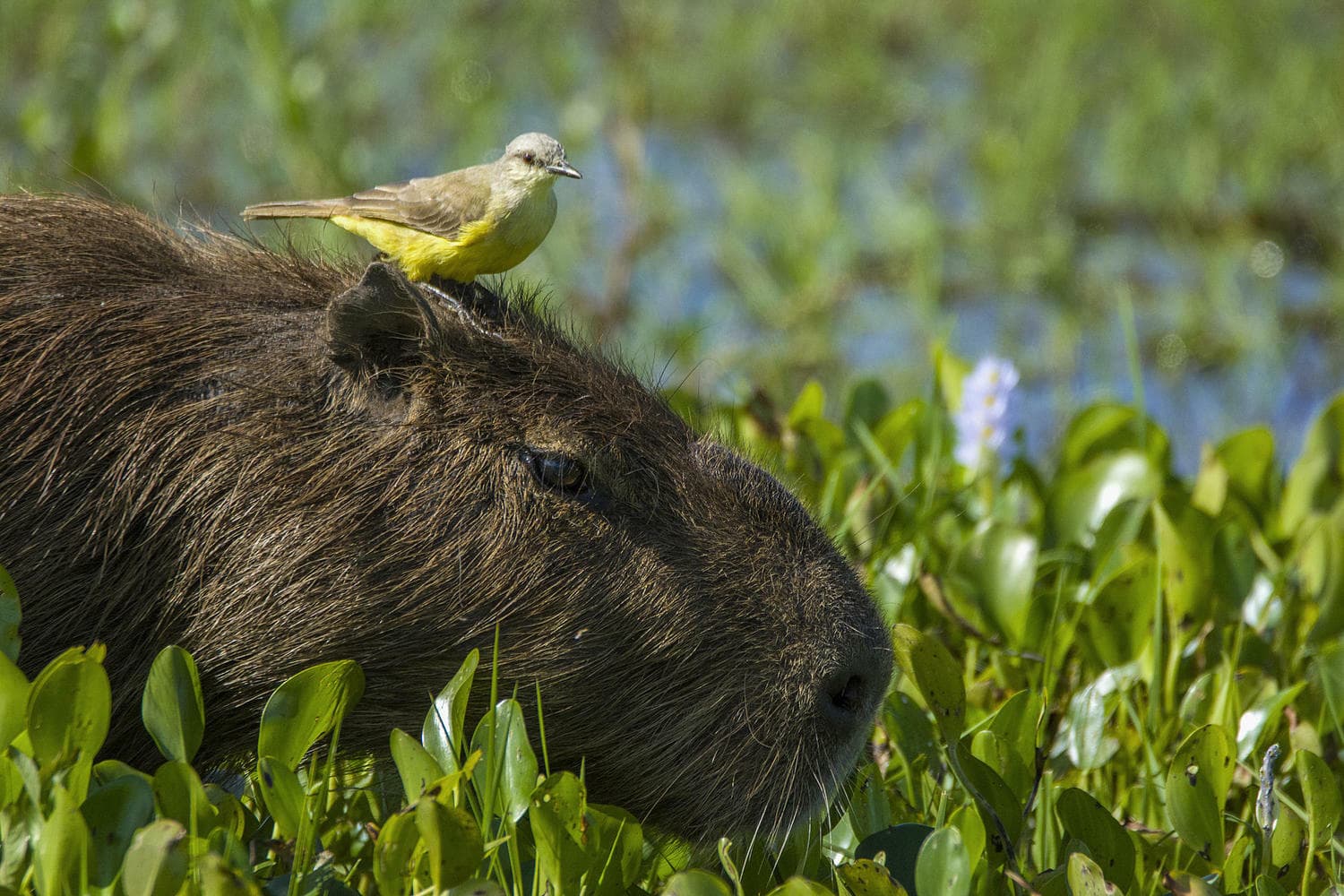 Argentina ibera wetlands capybara Carpincho rewilding c Rafael Abuin