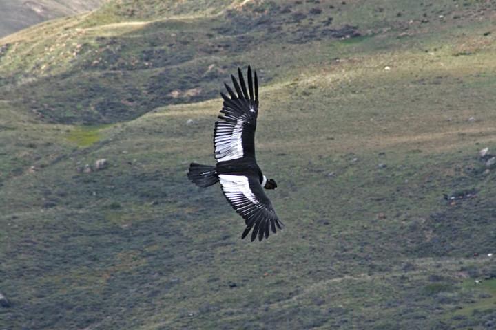 Argentina patagonia ruta 40 chubut condor c jeremy wood