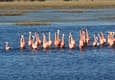 Argentina patagonia ruta 40 chubut flamingoes c jeremy wood