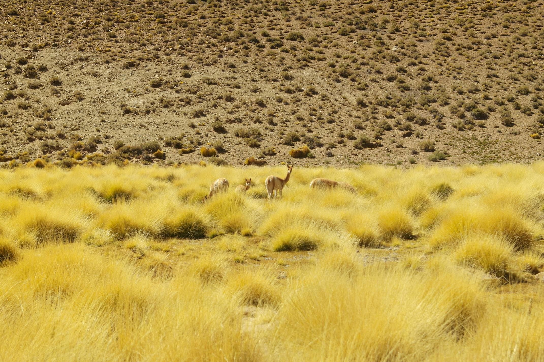 Argentina salta puna llama grazing