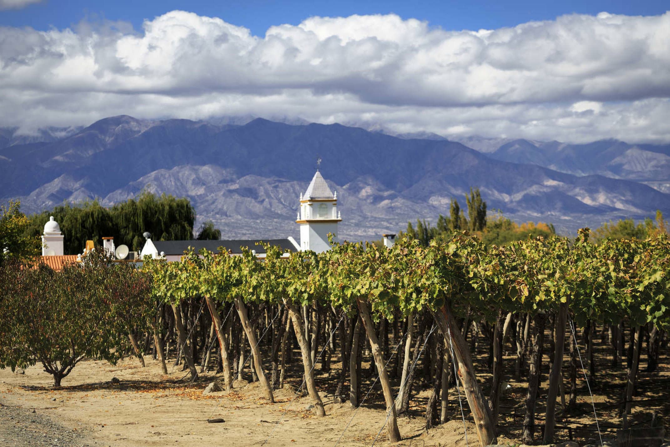 Argentina salta vineyards in cafayate argentina