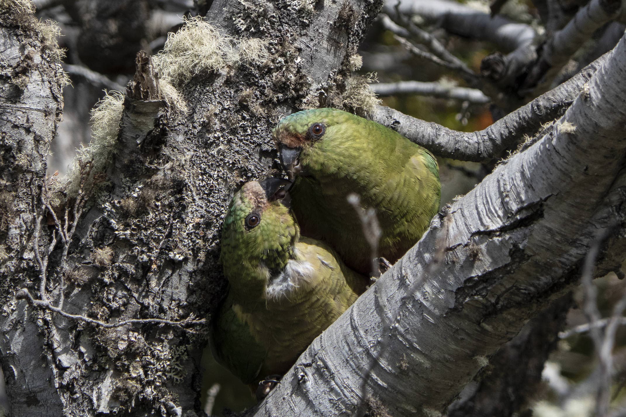 Argentina tierra del fuego ushuaia patagonia southern parrot cotorrita 4 c diego