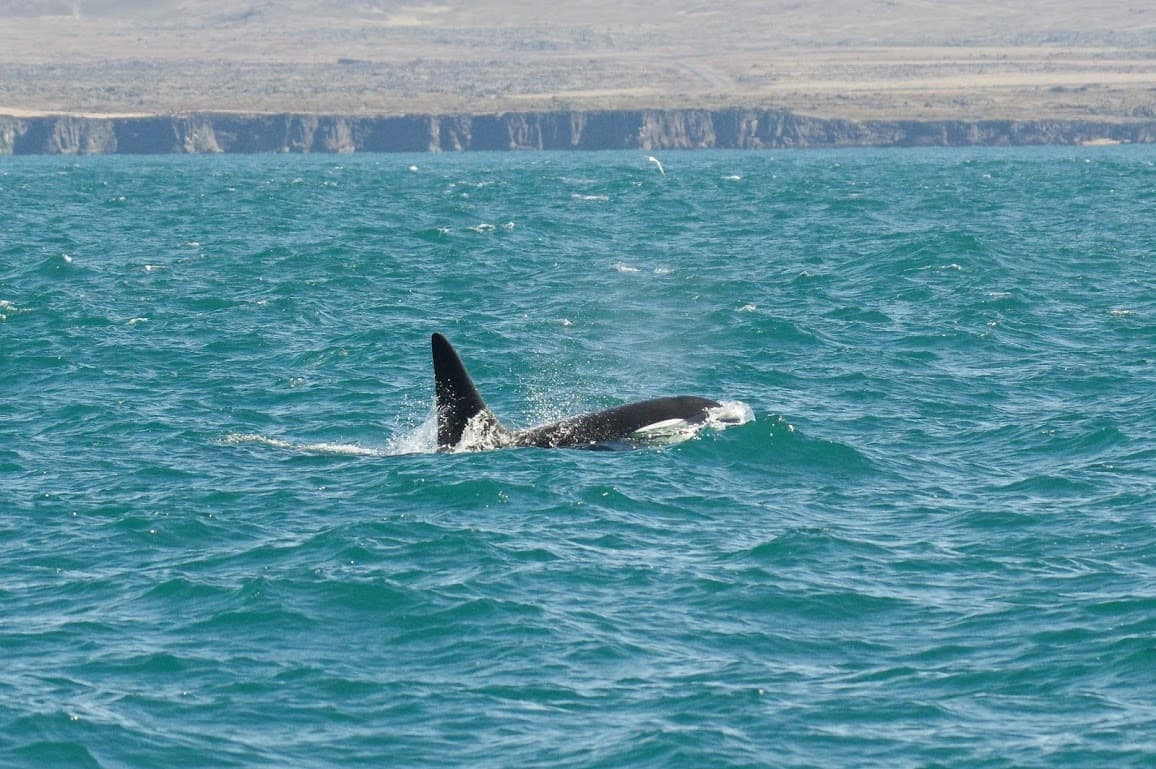 Argentina valdes peninsula orca in sea