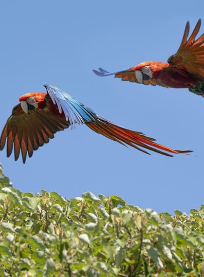 Argentina ibera macaws c tompkins conservation