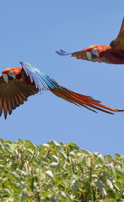 Argentina ibera macaws c tompkins conservation